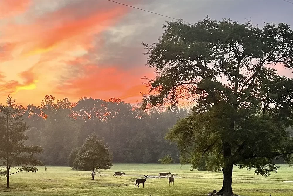 Deer graze on a grassy field at sunrise, with trees in the background and a large tree in the foreground. The sky is lit with orange and pink clouds, showcasing one of the many serene moments you can experience among the Things to Do in Hot Springs AR.